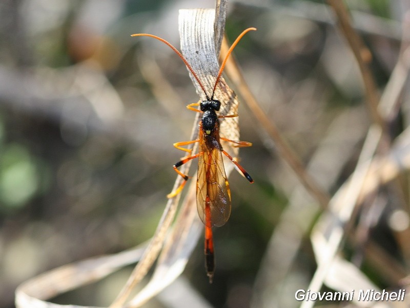 Che specie ?  Fam. Ichneumonidae, subfam.  Anomaloninae